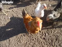 Chickens — zdjęcie 3
