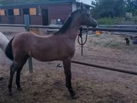 Hengst, Shagya — Foto 1