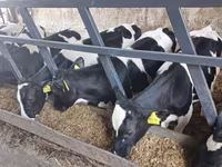 Byk, Russian Black pied cattle — zdjęcie 7