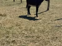 घोड़ा, Kerry Bog Pony — फ़ोटो 2