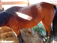 Stute, French Trotter — Foto 4