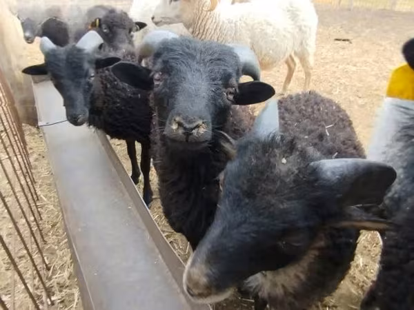मेढ़ा, Ouessant sheep