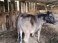 Taureau, Swiss cattle — photo 3