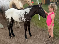 Stute, Appaloosa — Foto 6