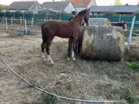 Kůň, Dutch warmblood horse — foto 7