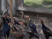 Chickens — Foto 1