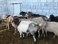 Oveja, Beulah Speckled face sheep — foto 4