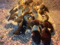 Ducks — 照片 2