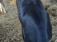 Bovinos (lote, sexo não especificado), Azul Belga — foto 3