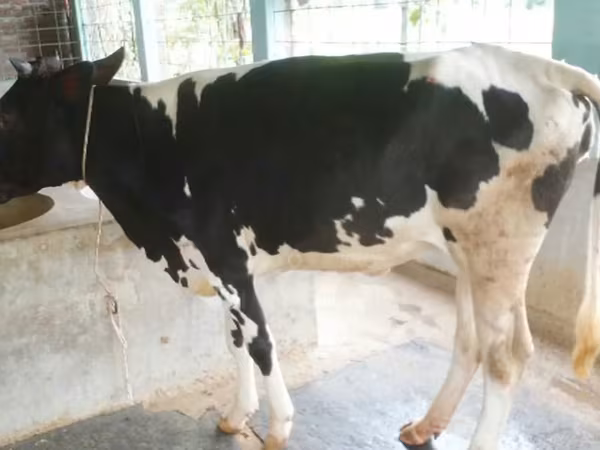 Vache, Russian Black pied cattle