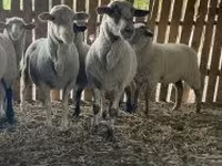 雌羊, Merinoland sheep — 写真 4