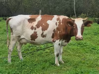 Vache, Ayrshire — photo 3