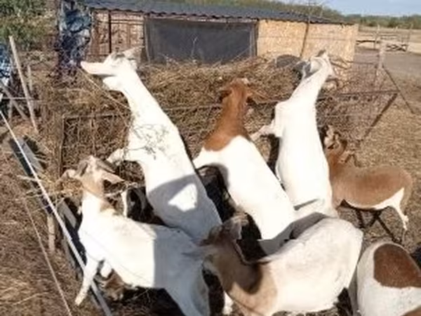 Koza, Boer goat