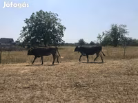 Vache, Race brune des Carpates — photo 2