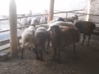 كبش, Arabi sheep — الصورة 4