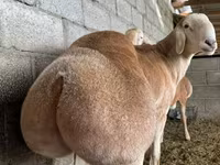 Bélier, Afghan Arabi sheep — photo 1