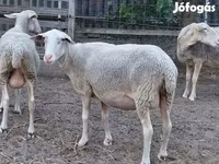 Oveja, Lacaune sheep — foto 4