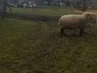 Carnero, Shroshire sheep — foto 1