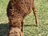 Moutons (lot, sexe non indiqué), Moutons — photo 2