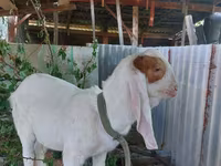تيس, Kamori goats — الصورة 4
