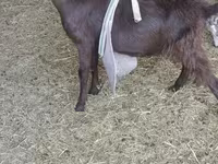 Billy Goat, LaMancha goats — photo 5