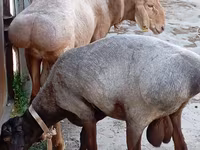 Bélier, Ordabasy sheep — photo 1