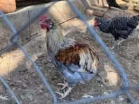 marans — foto 5
