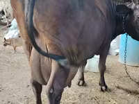 بقرة, الياك البري — الصورة 3