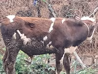 公牛, Red-spotted breed — 照片 6