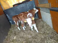 Taureau, Simmental cattle — photo 1