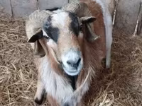 Ziegenbock, Ziegen — Foto 1