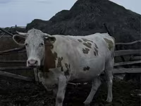 بقرة, Simmental cattle — الصورة 2
