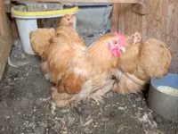 Chickens — الصورة 3
