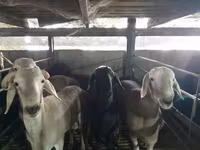 Bélier, Moutons — photo 3