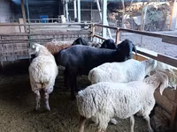 母羊, Rhon sheep — 照片 6