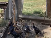 Chickens — Foto 4