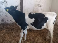 Vaca, Russian Black pied cattle — foto 4