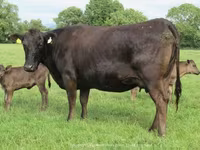 Vache, Wagyu — photo 2
