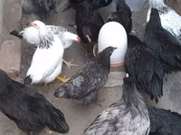 Australian Pit Game fowl — photo 1