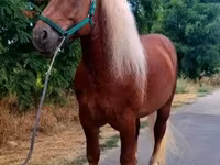 Horse (M), Noriker — photo 3