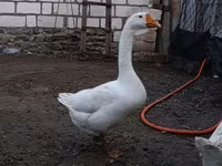 Geese — photo 3