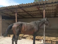 Cheval, Karachay horse — photo 6