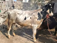 ثور, الماشية — الصورة 2