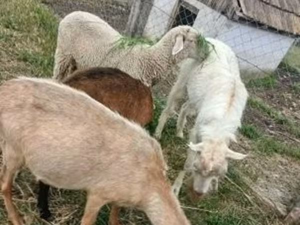 Ram, Merino sheep