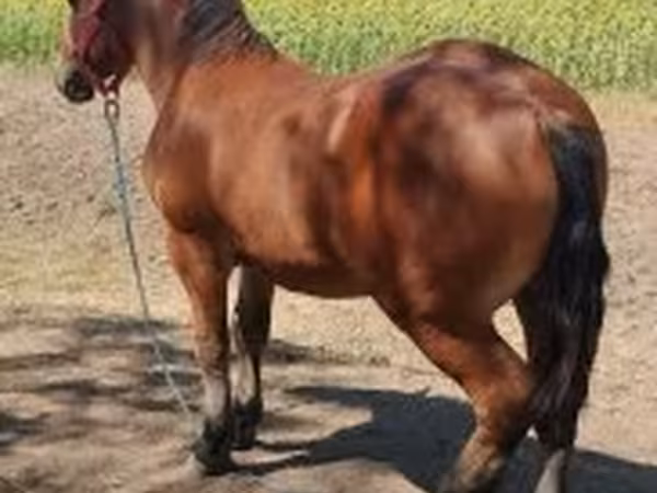 公马, Horses