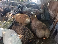 母羊, Rhon sheep — 照片 4