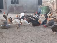 Chickens — फ़ोटो 7