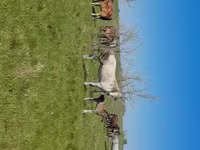 雌馬, Kazakh horse — 写真 2