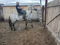 Chevaux (lot, sexe non indiqué), Soviet Heavy draft — photo 7