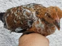Chickens — Foto 6